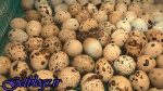 به مشکل می توانید این تصویرهای را فراموش کنید